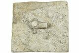 Crinoid (Ancyrocrinus) Fossil Grapnel - Paulding, Ohio #232266-1